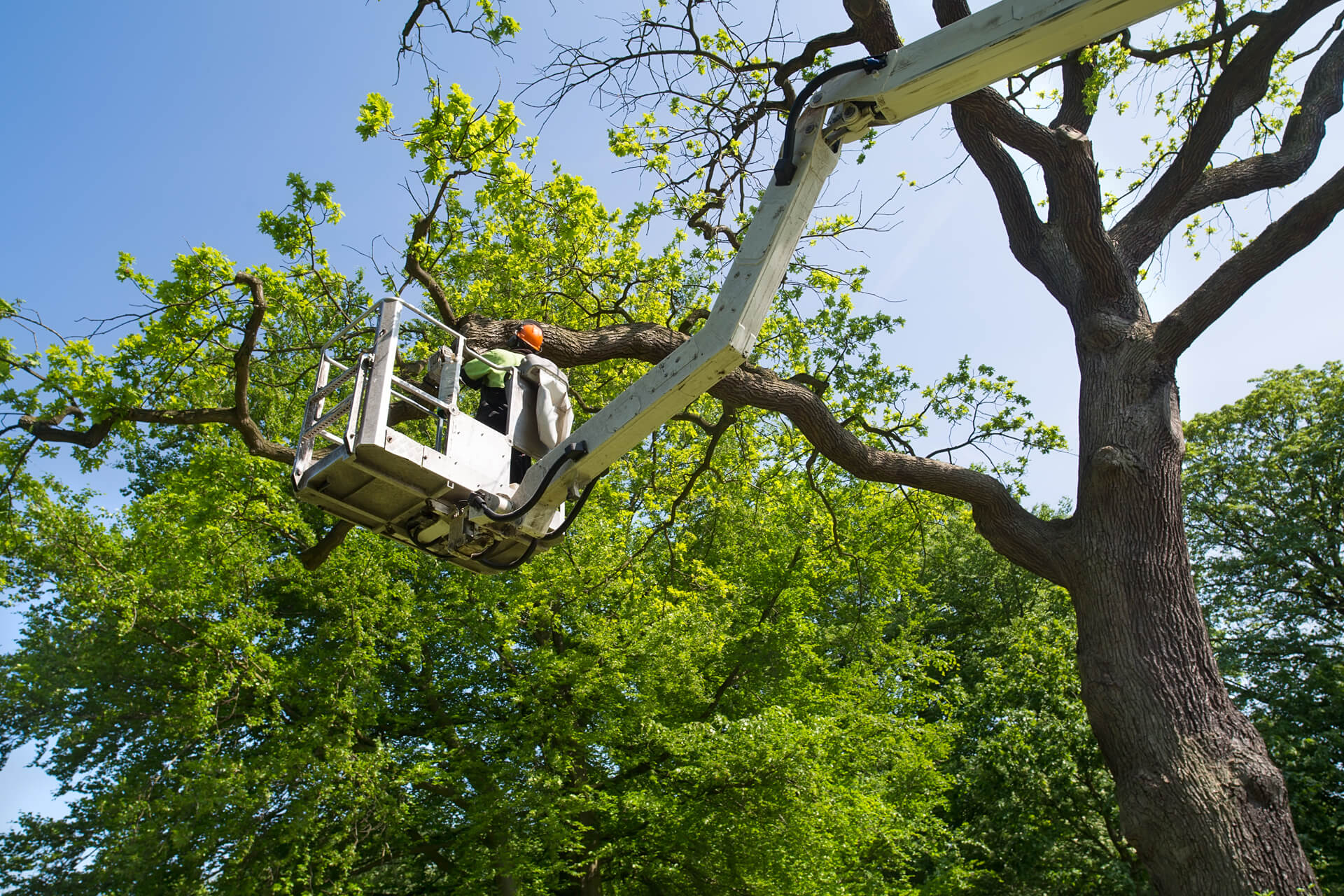 Local tree surgeons Lewisham