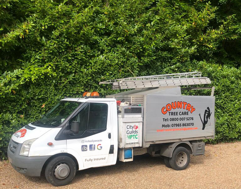 Local tree surgeons Bromley