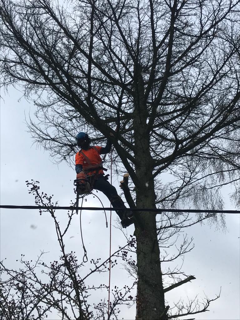 Local tree surgeons Tonbridge