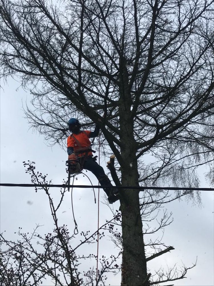 Local tree surgeons Medway