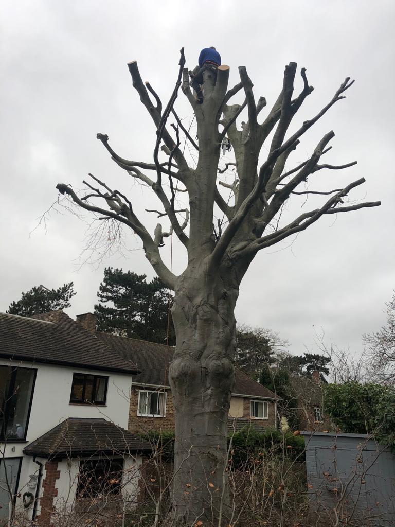 Local tree surgeons Beckenham