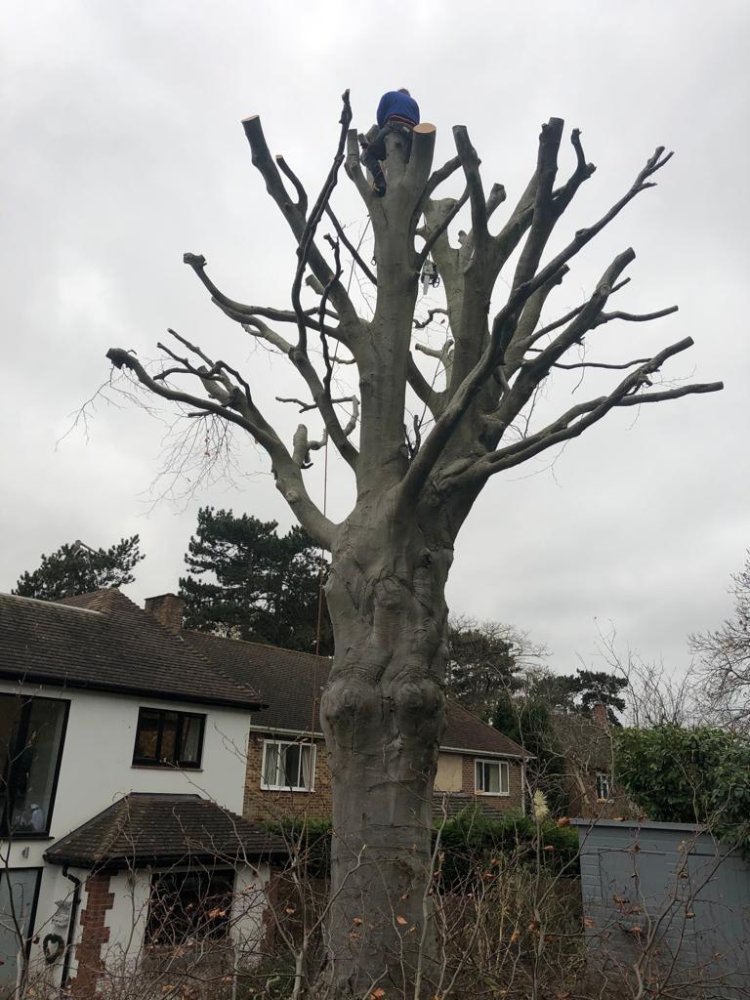 Local tree surgeons Lewisham