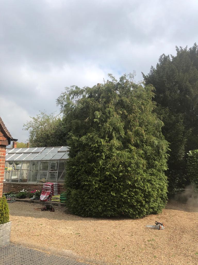 Local tree surgeons Orpington