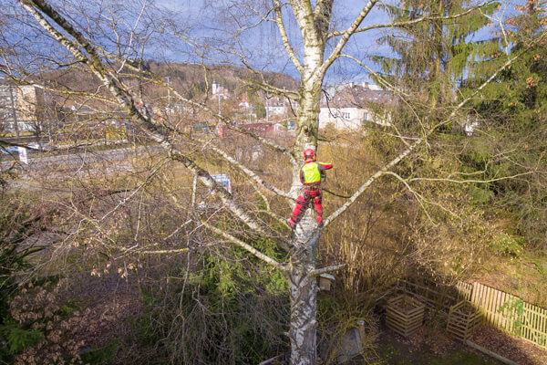 Crown reduction tree surgeon in Kent