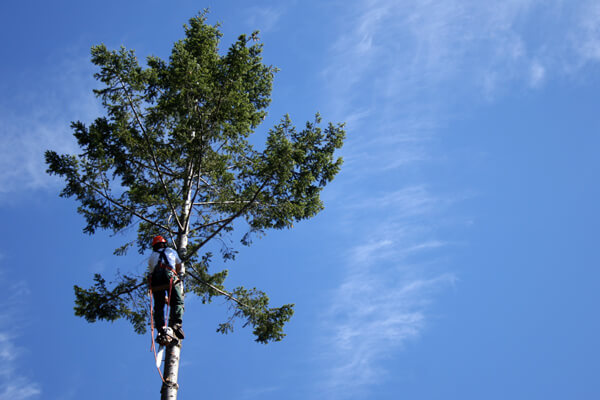 Crown thinning tree surgeon in Kent