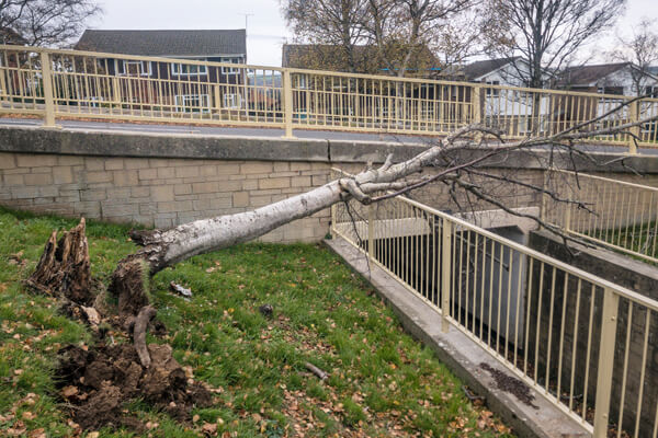 Emergency tree surgeons near Chislehurst