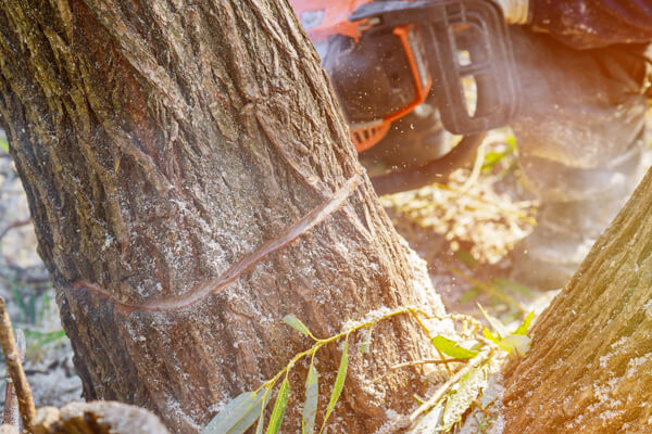 Tree felling Lewisham