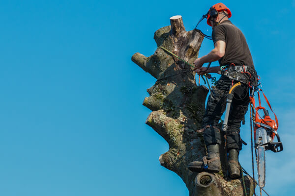 Local tree surgeons Sevenoaks