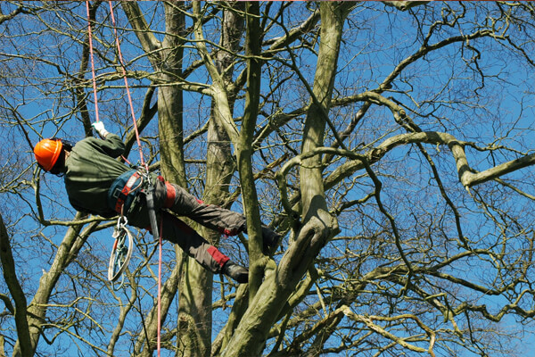 Tree pruning Bromley