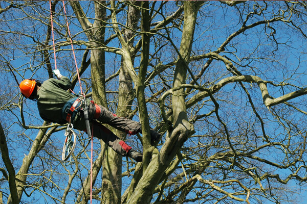 Tree pruning Welling