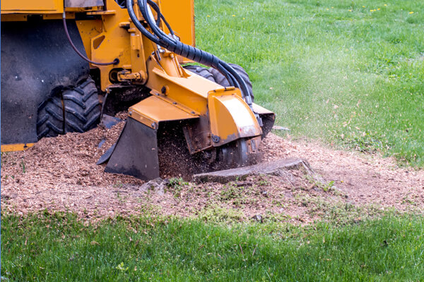 Tree stump grinding services in Kent