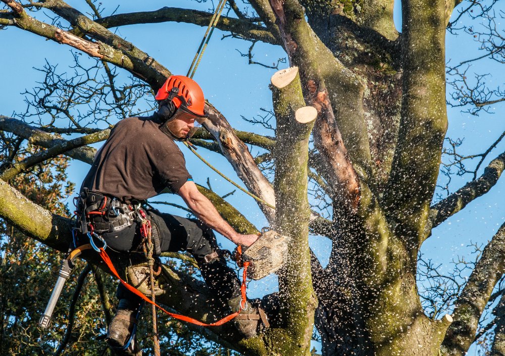 Local tree surgeons Chislehurst