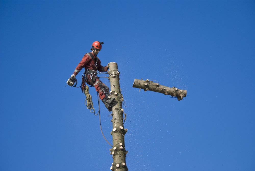 Local tree surgeons Eltham