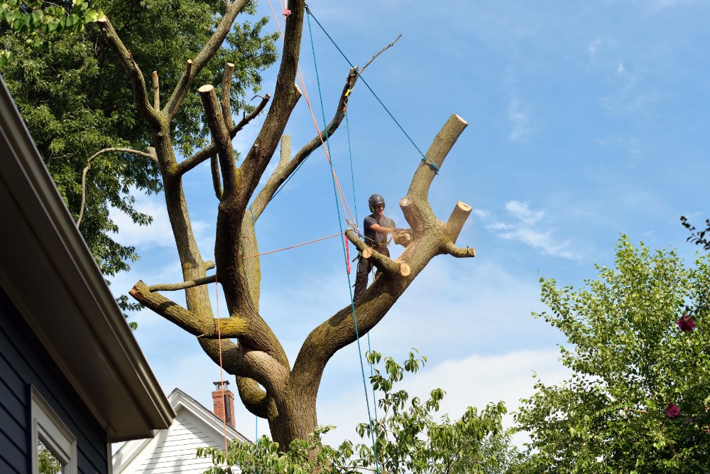 Local tree surgeons Greenwich