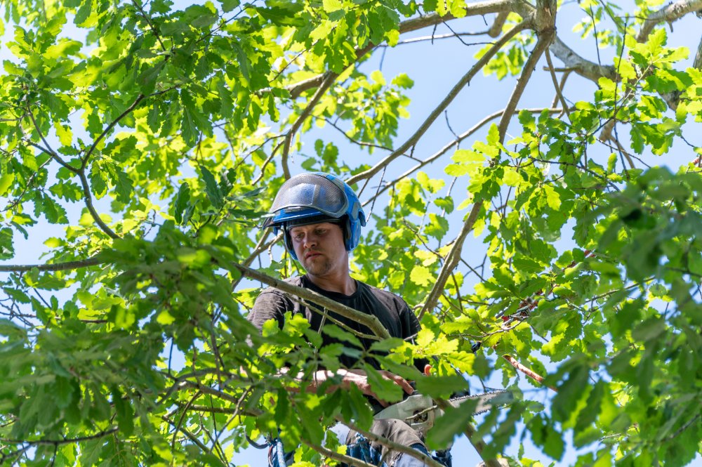 Local tree surgeons Sidcup