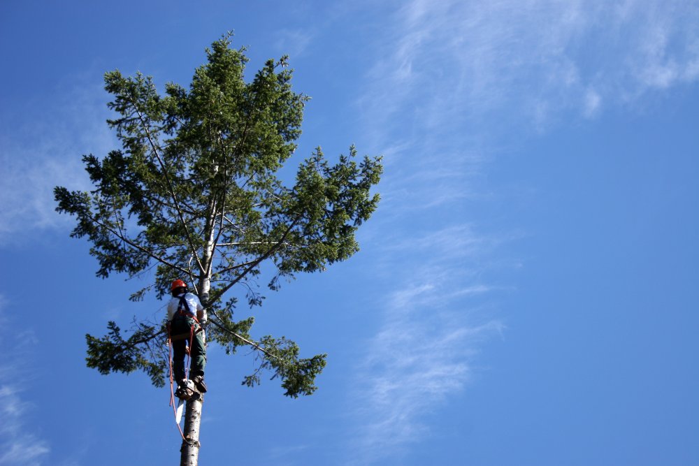 Local tree surgeons Welling